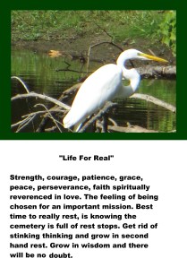 Photo Artist Susan R. Robertson 016 - Copy - Copy