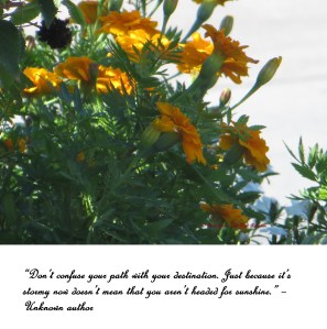 ©  Photo Artist Susan Ruth  Robertson 008