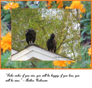 ©  Photo Artist Susan Ruth  Robertson 012 - Copy (2) - Copy