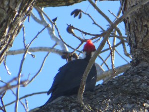 "Woodpecker At Church"