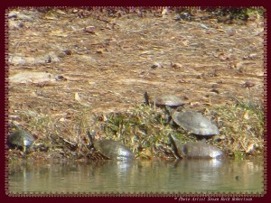 © Photo Artist Susan Ruth Robertson 001