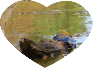 © Photo Artist Susan Ruth Robertson 002