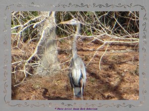 © Photo Artist Susan Ruth Robertson 002