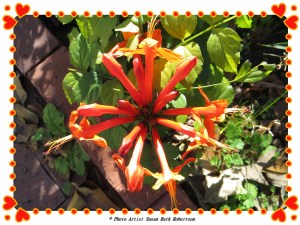 © Photo Artist Susan Ruth Robertson 002