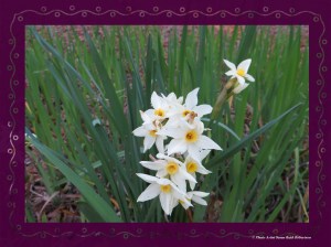 © Photo Artist Susan Ruth Robertson 003