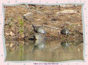 © Photo Artist Susan Ruth Robertson 003