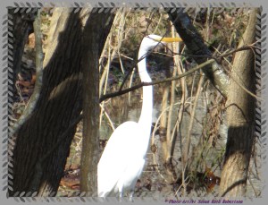 © Photo Artist Susan Ruth Robertson 003