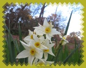 © Photo Artist Susan Ruth Robertson 004