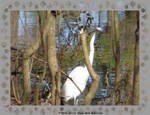 © Photo Artist Susan Ruth Robertson 004