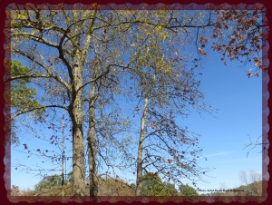 © Photo Artist Susan Ruth Robertson 005