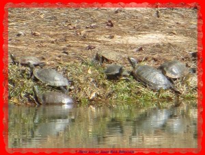 © Photo Artist Susan Ruth Robertson 005