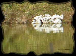 © Photo Artist Susan Ruth Robertson 006