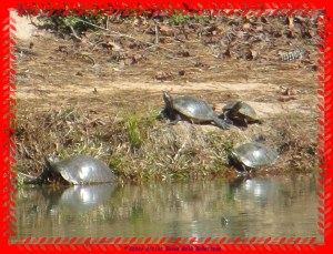 © Photo Artist Susan Ruth Robertson 006