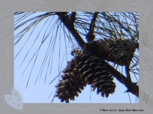 © Photo Artist Susan Ruth Robertson 006