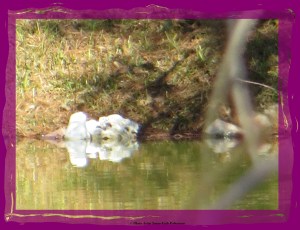 © Photo Artist Susan Ruth Robertson 007