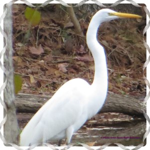 © Photo Artist Susan Ruth Robertson 008