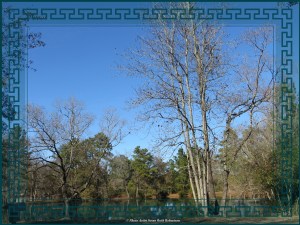 © Photo Artist Susan Ruth Robertson 009