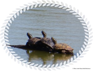 © Photo Artist Susan Ruth Robertson 009