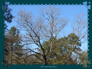 © Photo Artist Susan Ruth Robertson 010