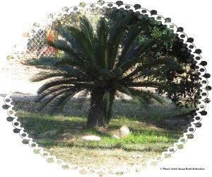 © Photo Artist Susan Ruth Robertson 010