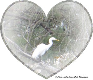 © Photo Artist Susan Ruth Robertson 010