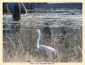 © Photo Artist Susan Ruth Robertson 010