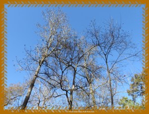 © Photo Artist Susan Ruth Robertson 011