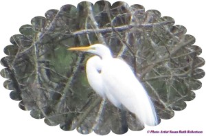 © Photo Artist Susan Ruth Robertson 011