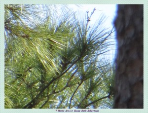 © Photo Artist Susan Ruth Robertson 011