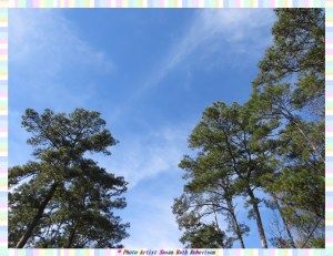 © Photo Artist Susan Ruth Robertson 012