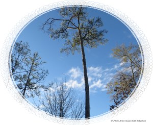 © Photo Artist Susan Ruth Robertson 013