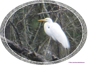 © Photo Artist Susan Ruth Robertson 013