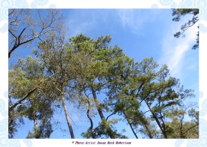 © Photo Artist Susan Ruth Robertson 013