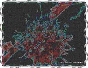 © Photo Artist Susan Ruth Robertson 014