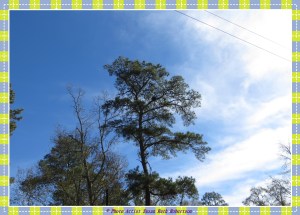 © Photo Artist Susan Ruth Robertson 015