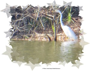 © Photo Artist Susan Ruth Robertson 016