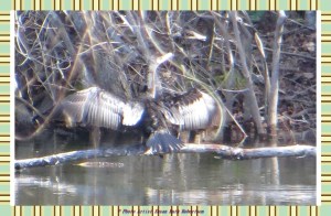 © Photo Artist Susan Ruth Robertson 016