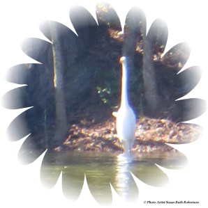 © Photo Artist Susan Ruth Robertson 017