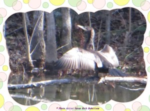 © Photo Artist Susan Ruth Robertson 017