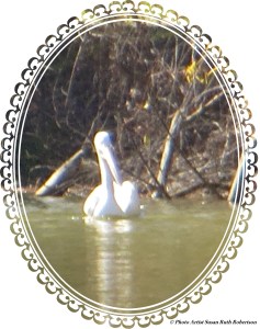 © Photo Artist Susan Ruth Robertson 018 - Copy