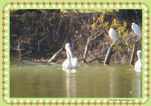 © Photo Artist Susan Ruth Robertson 018