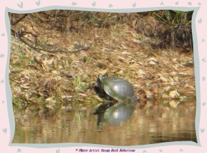 © Photo Artist Susan Ruth Robertson 018