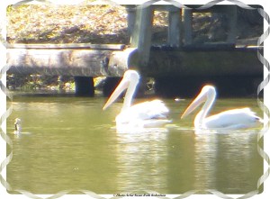 © Photo Artist Susan Ruth Robertson 019 - Copy