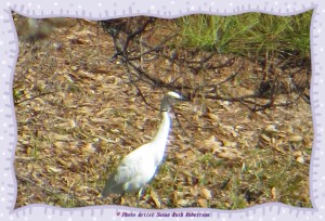 © Photo Artist Susan Ruth Robertson 019