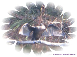 © Photo Artist Susan Ruth Robertson 022