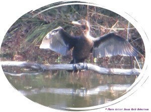 © Photo Artist Susan Ruth Robertson 023