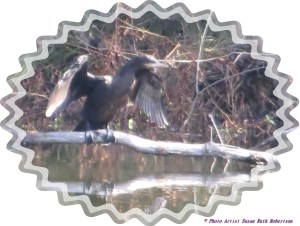 © Photo Artist Susan Ruth Robertson 025