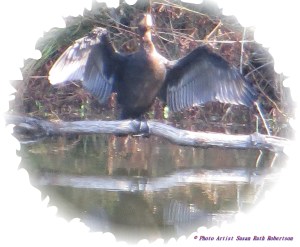 © Photo Artist Susan Ruth Robertson 026