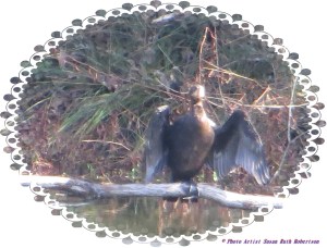 © Photo Artist Susan Ruth Robertson 027