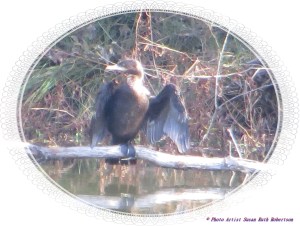 © Photo Artist Susan Ruth Robertson 028